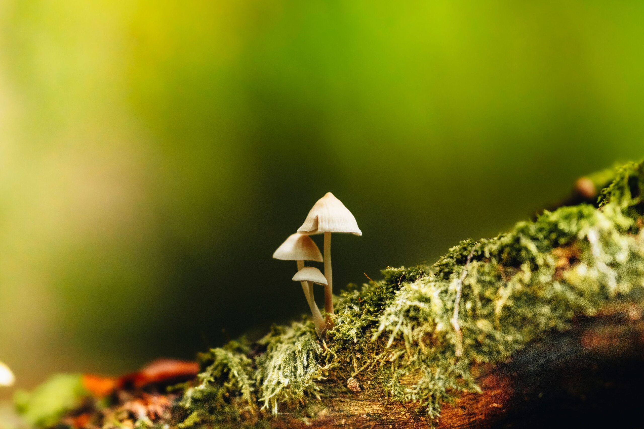 Mushrooms